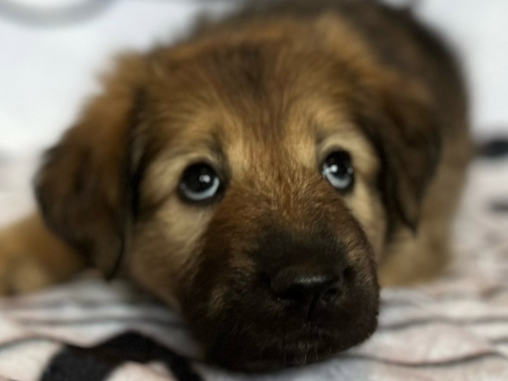 chinook puppy